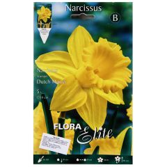 Sīpolpuķes Narcises Dutch Master 5gab.