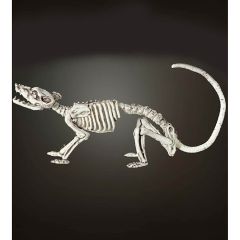 Dekors Halovīna skelets žurkas 38cm