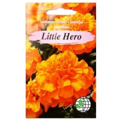 Sēklas Samtene Little Hero oranž. AMC 30s