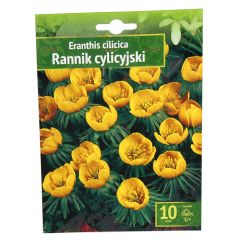 Sīpolpuķes Erantes Kīlikijas 5/+ 10gab.