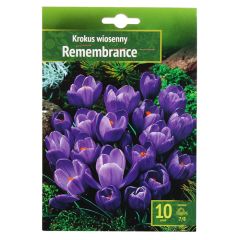 Sīpolpuķes Krokosi Remembrance 7/8 10gab.
