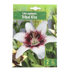 Sīpolpuķes Lilijas Āzijas Tribal Kiss