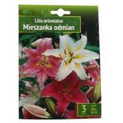 Sīpolpuķes Lilijas Austrumu mix.18 20 3gab