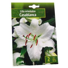 Sīpolpuķes Lilijas Austrumu Casablanca 18 20 2gab