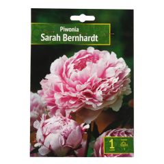 Sīpolpuķes Peonijas Sarah Bernhardt 1gab