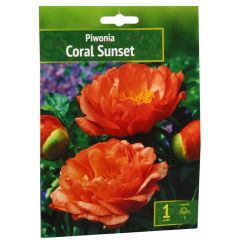 Sīpolpuķes Peonijas Coral Sunset 1gab