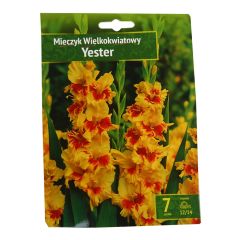 Sīpolpuķes Gladiolas  Yester 12/14 7gab.