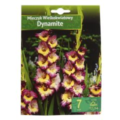 Sīpolpuķes Gladiolas Dynamite 12/14 7gab. B-K217D