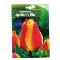 Sīpolpuķes Tulpes Apeldorns Elite 11/12 5gab.