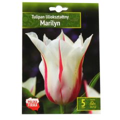 Sīpolpuķes Tulpes Marilyn 11/12 5gab.