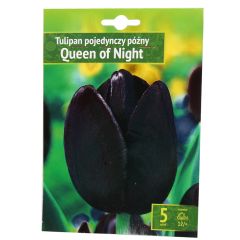 Sīpolpuķes Tulpes Queen of night 12/+ 5gab.