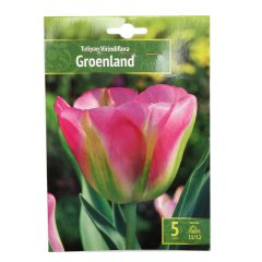 Sīpolpuķes Tulpes Groenland 11/12 5gab.