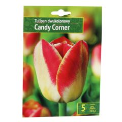 Sīpolpuķes Tulpes Candy Corner 11/12 5gab.