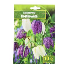 Sīpolpuķes Flitilārija Kostkowata