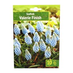 Sīpolpuķes Muskares Valerie finish 7/8 10gab.