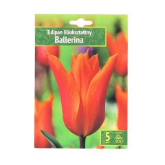 Sīpolpuķes Tulpes Ballerina 11/12 5gab.