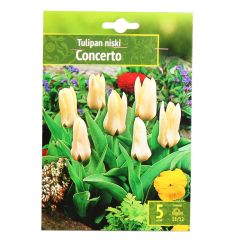 Sīpolpuķes Tulpes CONCERTO 11/12 5gab.