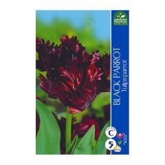 Sīpolpuķes Tulpes BLACK PARROT 11/12 5gab.