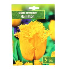 Sīpolpuķes Tulpes HAMILTON 11/12 5gab.