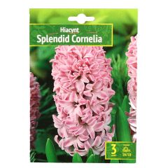 Sīpolpuķes Hiacintes Splendid Cornelia 16/18 3gab.