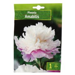 Sīpolpuķes Peonija Amabilis 1gab.