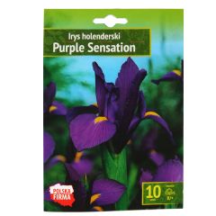 Sīpolpuķes Holandes īrisi Purple Sensation 8/+ 10gab.