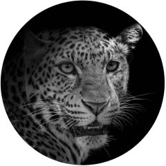 Foto glezna D50cm Leopard 94570