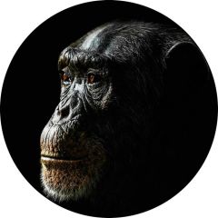 Foto glezna D50cm Chimpanzee 97885
