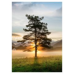 Foto glezna 50x70cm LONE TREE