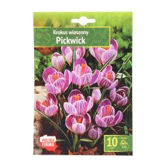 Sīpolpuķes Krokusi PickWick 7/8 10gab.