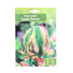 Sīpolpuķes Tulpes Exotic Parrot 11/12 5gab.