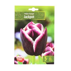 Sīpolpuķes Tulpes Triumf Jackpot 11/12 5gab.