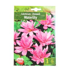 Sīpolpuķes Vēlziede rudens Waterrlily 16/+ 1gab.