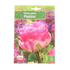 Sīpolpuķes Tulpes Pinksize 11/12 5gab.