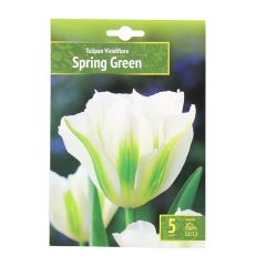 Sīpolpuķes Tulpes Spring green 11/12 5gab.