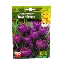 Sīpolpuķes Krokusi Flower Record 10gab