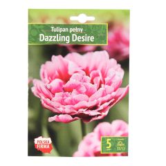 Sīpolpuķes Tulpes Dazzling Desire 5gab