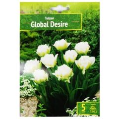 Sīpolpuķes Tulpes Global Desire 5gab