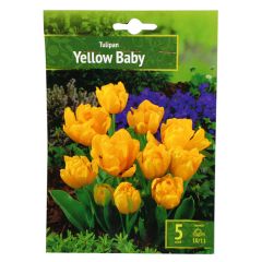 Sīpolpuķes Tulpes Yellow Baby 5gab