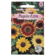 Sēklas saulespuķes Paquito Extra AMC 0.5