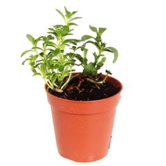 Telpaugs Succulenten p6 mini (Sukulenti)