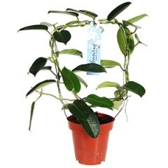 Telpaugs Stephanotis (Stefanotes)