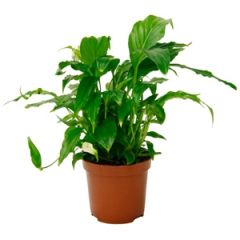 Telpaugs Spathiphyllum p7 (Spatifīlas)