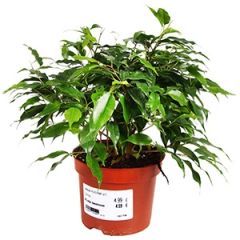 Telpaugs Ficus Natasja p12 (Fikusi)