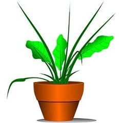Telpaugs Fern mix p12 (Paparžaugs)