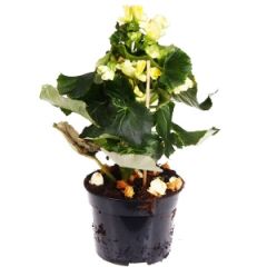 Telpaugs Begonia (lapu) REX p12(Begonijas)