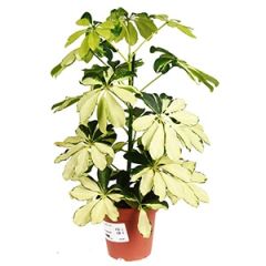 Telpaugs Schefflera p13 mix (Šefleras)