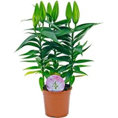 Telpaugs Lilium āzijas 3pp (Lilijas)