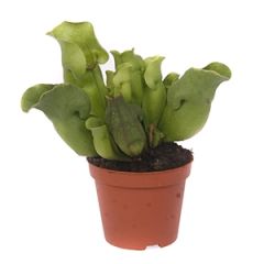 Telpaugs Dionaea Muscipula p9 (Venēras mušķērājs)