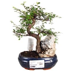 Telpaugs Bonsai p20(Bonzai koks)